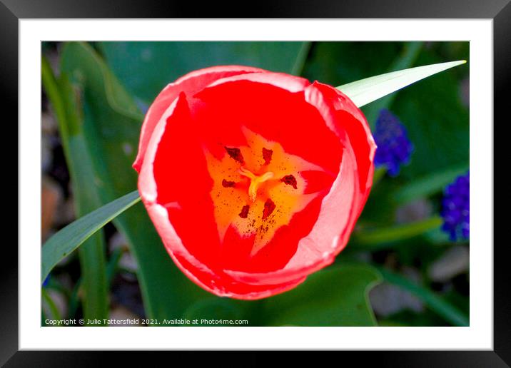 Tulip opening in the sunshine Framed Mounted Print by Julie Tattersfield