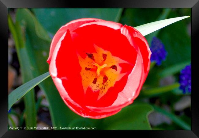 Tulip opening in the sunshine Framed Print by Julie Tattersfield