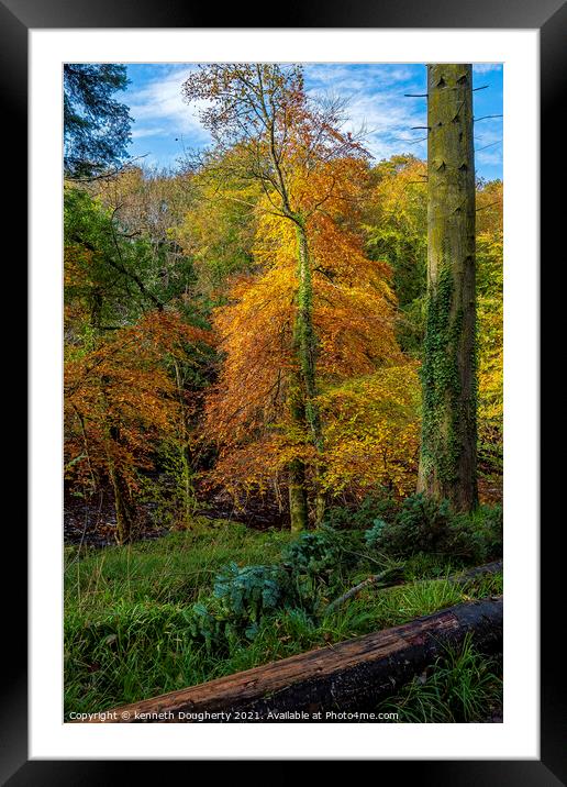 Autumn trees Framed Mounted Print by kenneth Dougherty