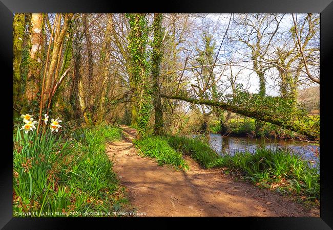 Spring walk by the river  Framed Print by Ian Stone