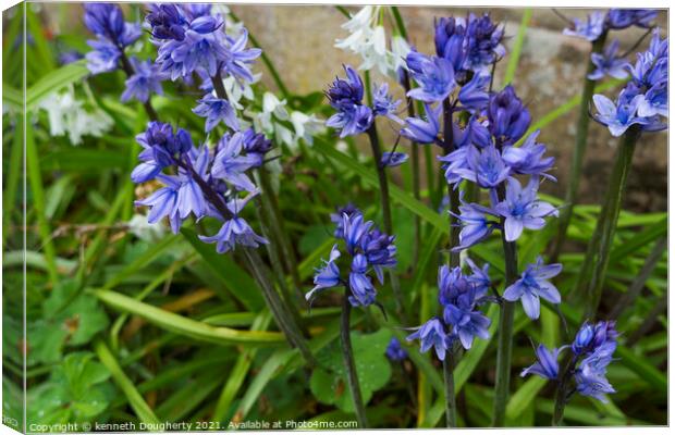 Bluebell flower Canvas Print by kenneth Dougherty
