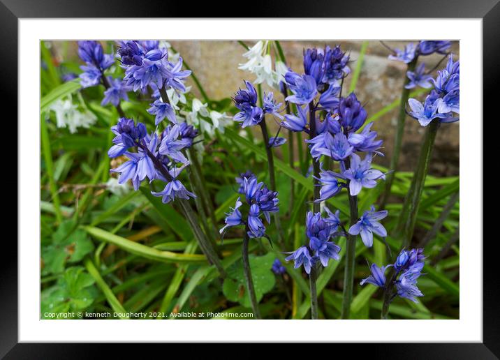Bluebell flower Framed Mounted Print by kenneth Dougherty