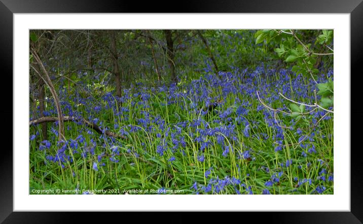 A close up of a bluebells with trees in the backgr Framed Mounted Print by kenneth Dougherty