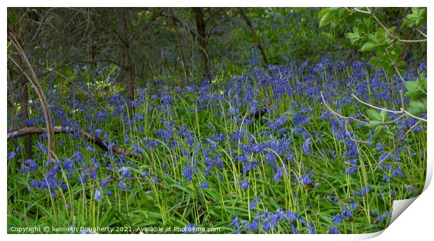 A close up of a bluebells with trees in the backgr Print by kenneth Dougherty