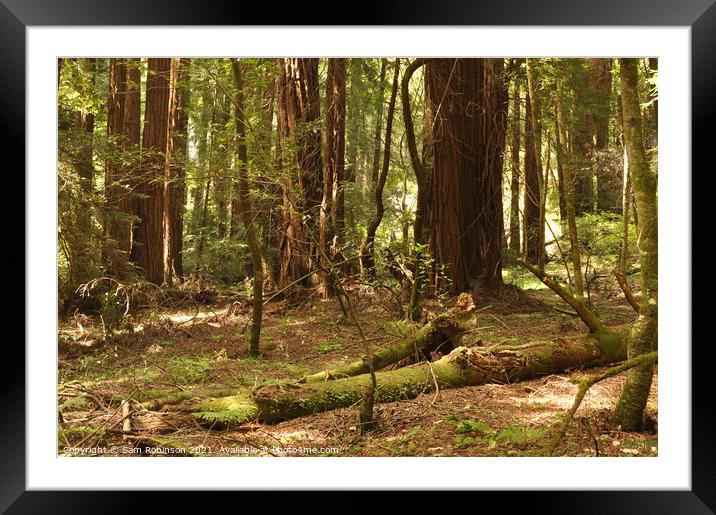 Muir Woods Forest Floor Framed Mounted Print by Sam Robinson