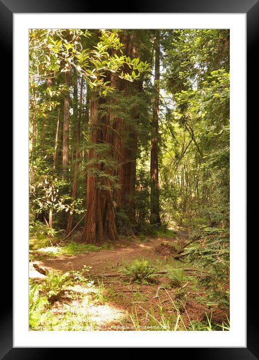Path Through the Redwoods Framed Mounted Print by Sam Robinson