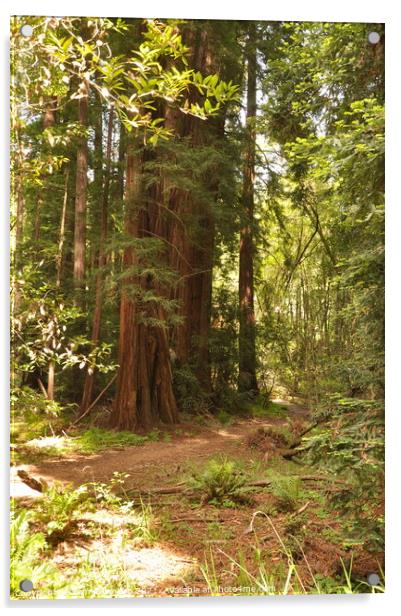 Path Through the Redwoods Acrylic by Sam Robinson