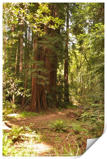 Path Through the Redwoods Print by Sam Robinson