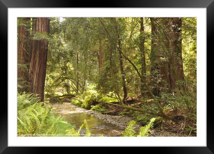 River Through the Redwoods Framed Mounted Print by Sam Robinson