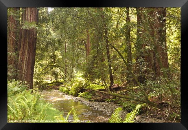 River Through the Redwoods Framed Print by Sam Robinson