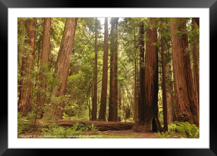 Redwoods Grove Framed Mounted Print by Sam Robinson