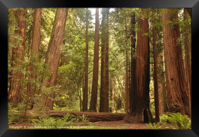 Redwoods Grove Framed Print by Sam Robinson