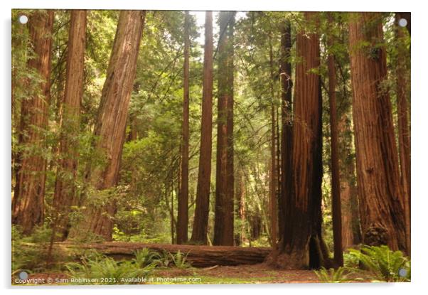 Redwoods Grove Acrylic by Sam Robinson