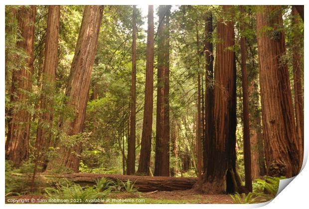 Redwoods Grove Print by Sam Robinson