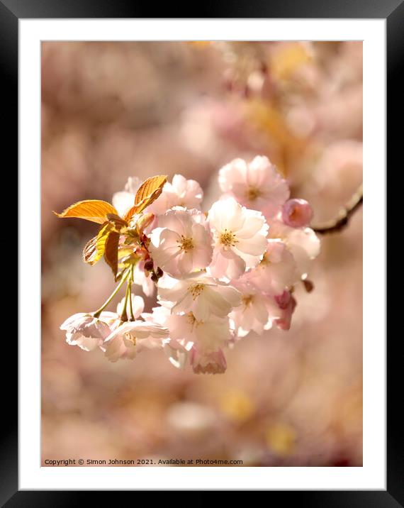 A close up sunlit spring blossom Framed Mounted Print by Simon Johnson