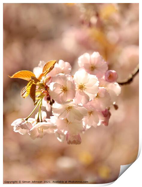A close up sunlit spring blossom Print by Simon Johnson