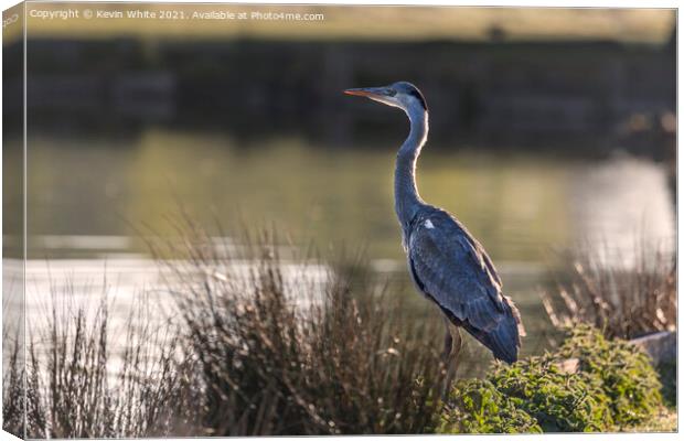 Heron sitting proud Canvas Print by Kevin White
