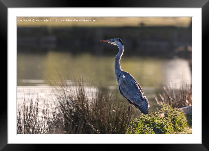 Heron sitting proud Framed Mounted Print by Kevin White