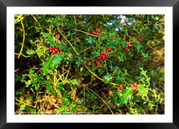 Winter Holly Framed Mounted Print by kenneth Dougherty