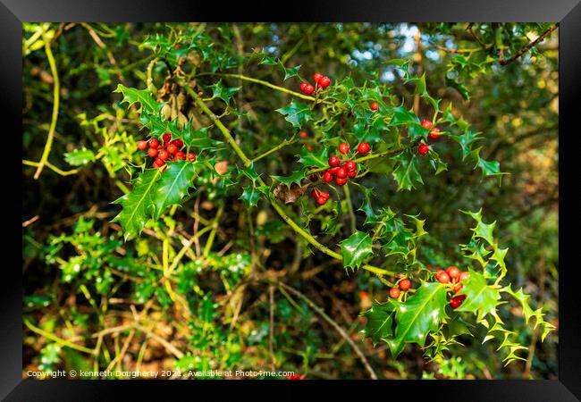 Winter Holly Framed Print by kenneth Dougherty