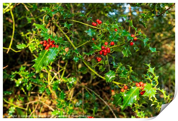 Winter Holly Print by kenneth Dougherty