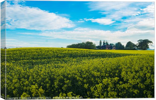 Field of Rapeseed Canvas Print by kenneth Dougherty