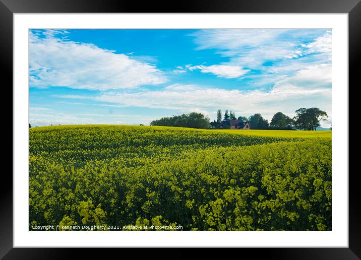 Field of Rapeseed Framed Mounted Print by kenneth Dougherty