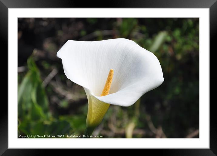 Open Petal Close Up Peace Lily Framed Mounted Print by Sam Robinson