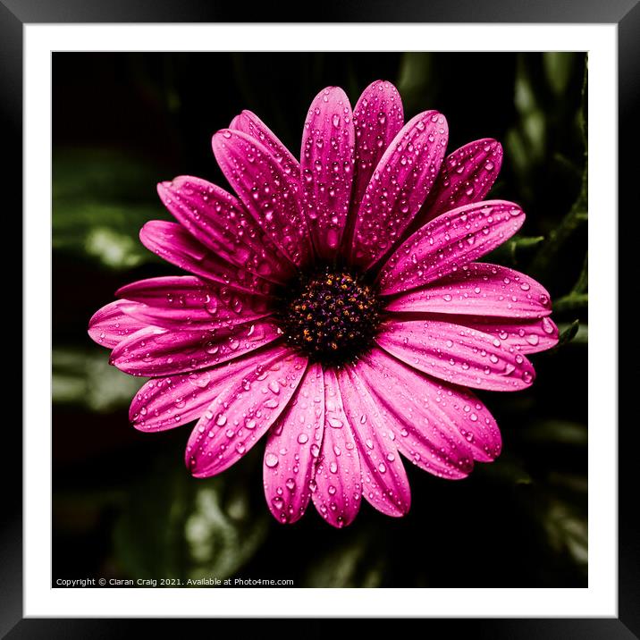 Little pink daisy  Framed Mounted Print by Ciaran Craig
