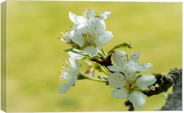 Blossom of the Plum Tree. Canvas Print by Colin Allen