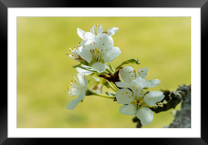 Blossom of the Plum Tree. Framed Mounted Print by Colin Allen