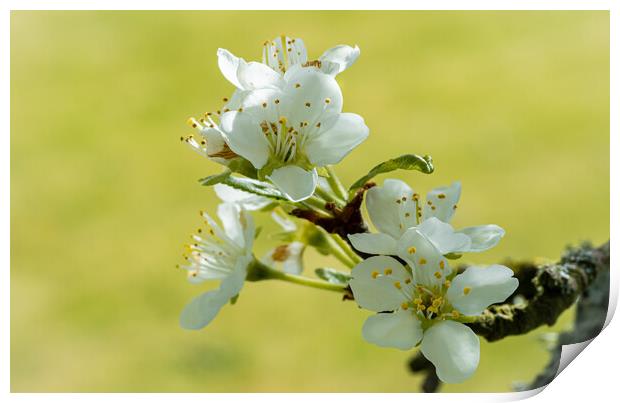 Blossom of the Plum Tree. Print by Colin Allen