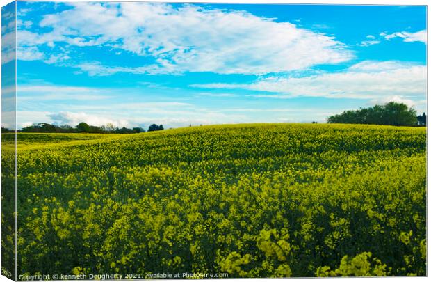 Field of Rapeseed Canvas Print by kenneth Dougherty