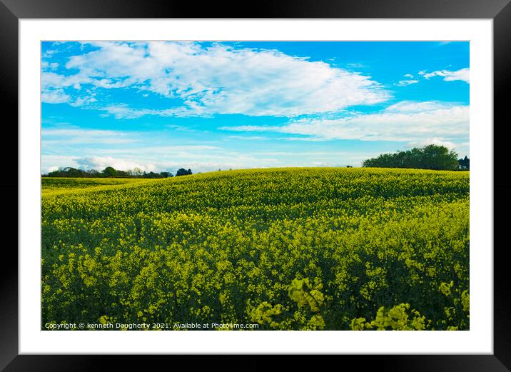 Field of Rapeseed Framed Mounted Print by kenneth Dougherty