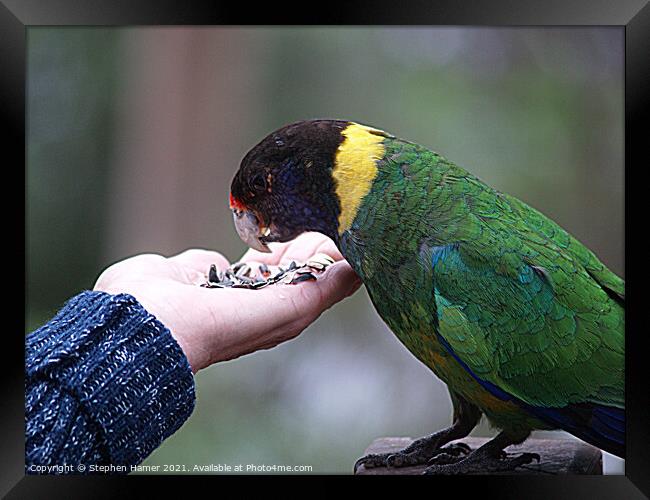 Australian Ringneck Parrot Framed Print by Stephen Hamer