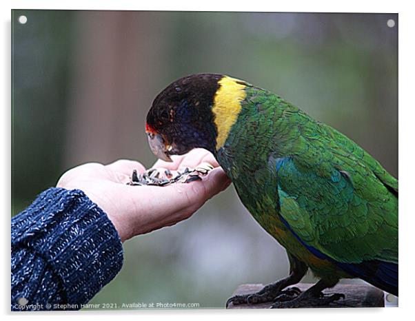 Australian Ringneck Parrot Acrylic by Stephen Hamer