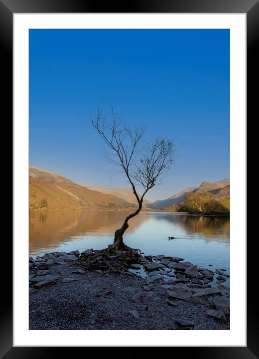 The lonely tree Framed Mounted Print by Leighton Collins