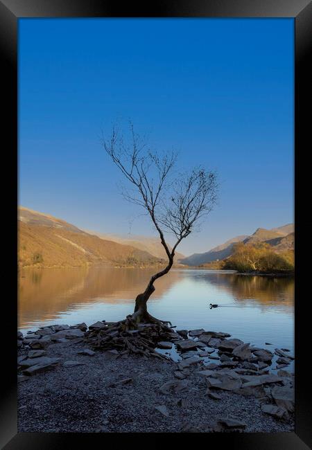 The lonely tree Framed Print by Leighton Collins