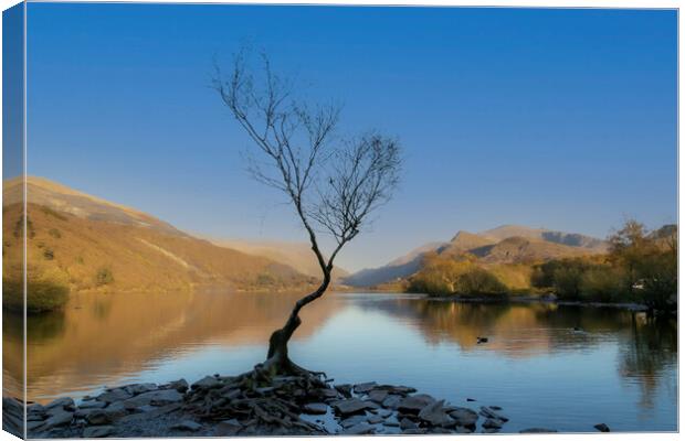 A lonely tree at Llanberis Canvas Print by Leighton Collins