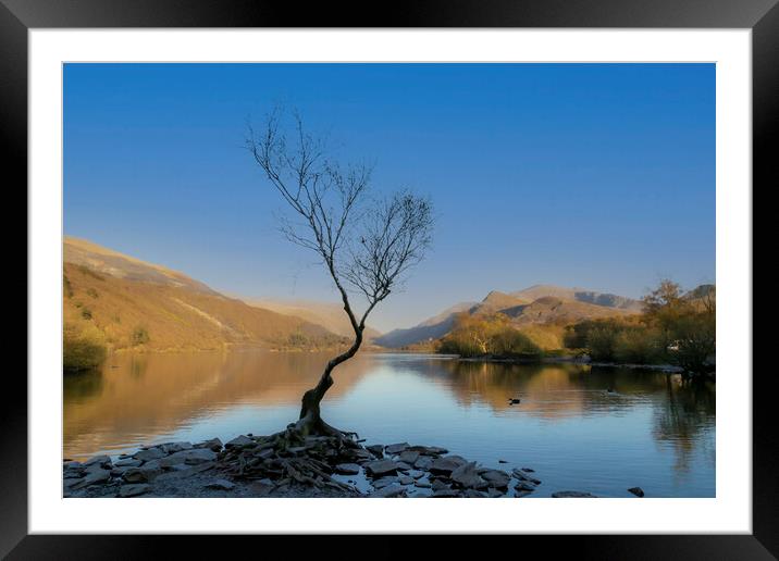 A lonely tree at Llanberis Framed Mounted Print by Leighton Collins