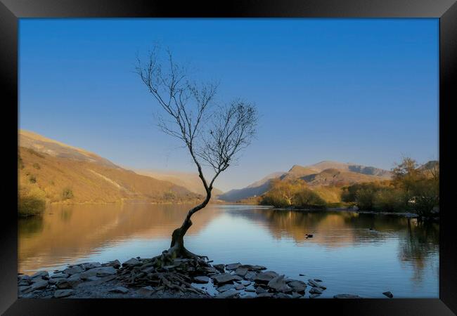 A lonely tree at Llanberis Framed Print by Leighton Collins