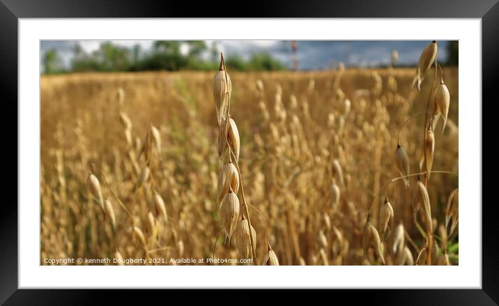 Corn Framed Mounted Print by kenneth Dougherty