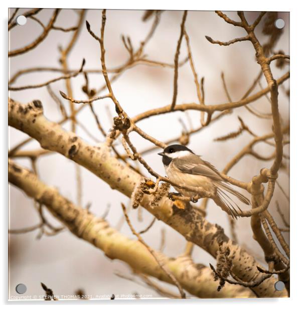 Chickadee In Poplar Tree 1 Acrylic by STEPHEN THOMAS