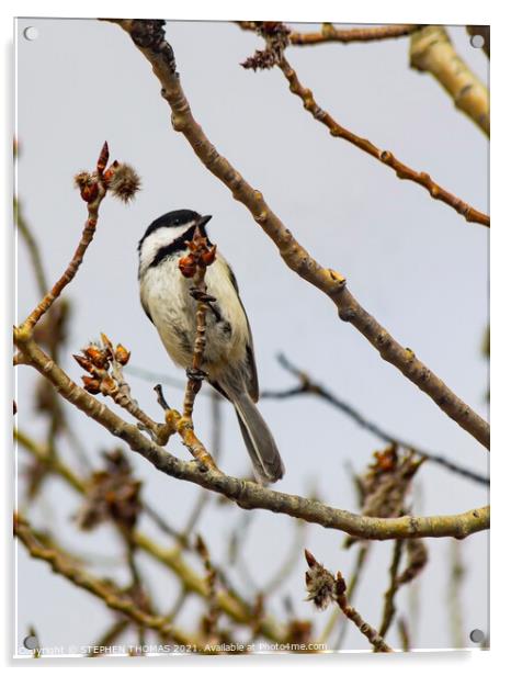 Chickadee In Poplar Tree 4 Acrylic by STEPHEN THOMAS