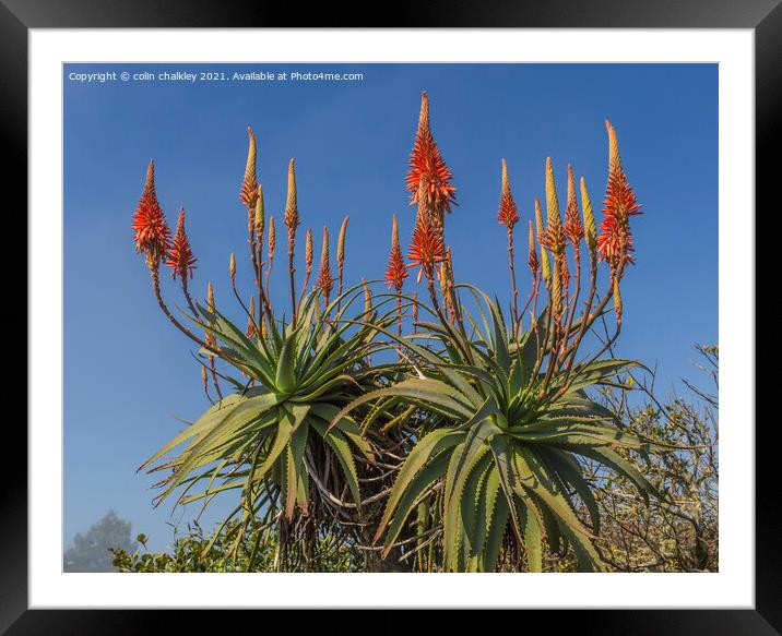 Aloe Vera in bloom Framed Mounted Print by colin chalkley