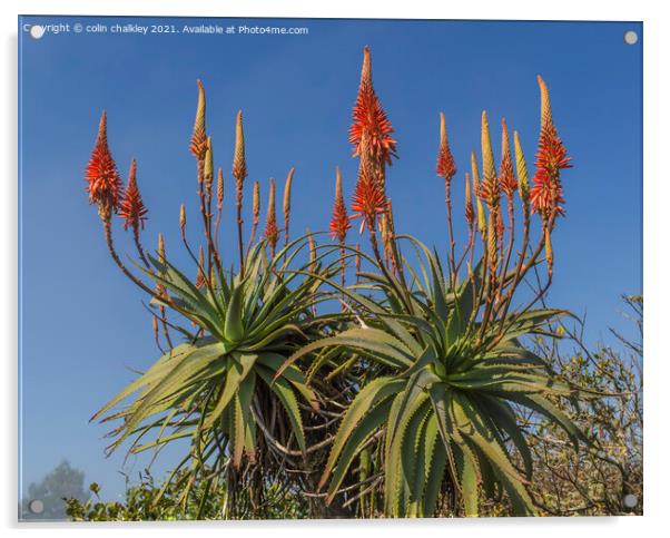 Aloe Vera in bloom Acrylic by colin chalkley
