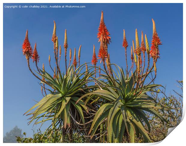Aloe Vera in bloom Print by colin chalkley