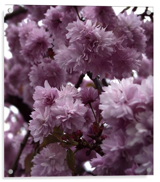 Cherry Blossom Acrylic by Peter Elliott 