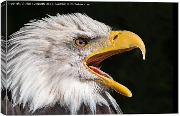 bald eagle Canvas Print by Alan Tunnicliffe