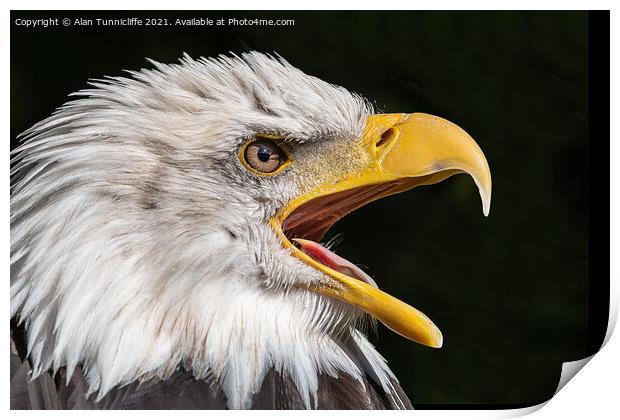 bald eagle Print by Alan Tunnicliffe